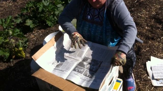 Кабачок Азов F1 от Саката. смотреть онлайн