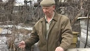 Абрикос Байкалова. Урожайные грядки.