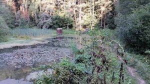 Поход на природу в лес за грибами и на реку