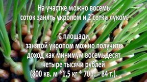 Выращивание зелени. Бизнес идея