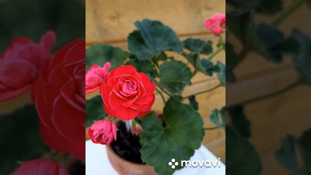 МОИ ПЕЛАРГОНИИ В ЦВЕТУ // АВГУСТ 2023 Г // ВАЦАП ДЛЯ ЗАКАЗА 8-915-245-81-59 ПИСЬМЕННО смотреть онлайн