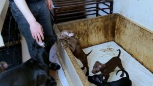 Щенки питбуля начинают драться. Разделяем