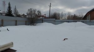новый инструмент Зубр