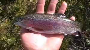 Самолов для Форели Рыбалка в горах Кузнецкого Алатау