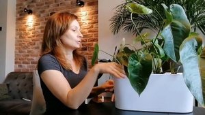 Посадка антуриумов в кашпо с автополивом