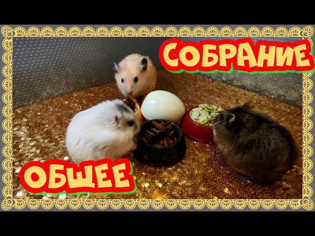 !!!!ОБЩЕЕ СОБРАНИЕ!!    #хомка #хомячок #хомячки #грызун #грызуны #сирийскийхомяк #джунгарскийхомяк