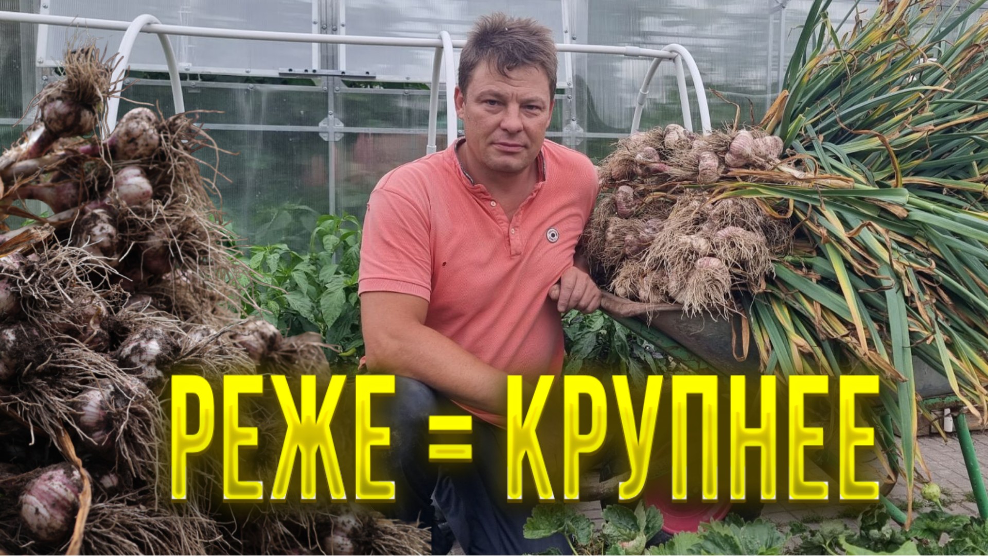 Сажай реже - чтобы получить крупный чеснок. Три эксперимента длинною 100 дней
