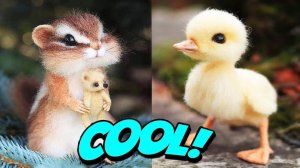 МИЛЫЕ ЖИВОТНЫЕ кошки и собаки #4.mp4