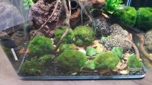 Мексиканский карликовый оранжевый рак