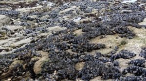 СУПЕР ТЕСТ на ВНИМАТЕЛНОСТЬ: НАЙДИ ЖИВОТНЫХ на фото! ? БУДЬ В КУРСЕ TV