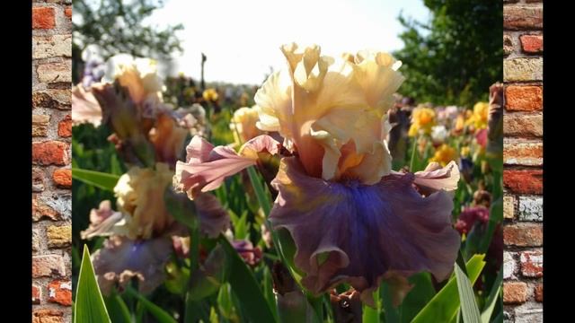 Теплый май. Ирисовое великолепие в саду Светланы Пикаловой. смотреть онлайн