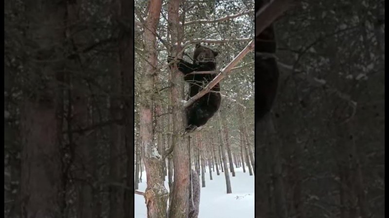 Медведь на дереве