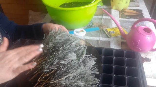 Черенкование лаванды в зимнее время. смотреть онлайн