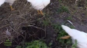 ОБЗОР КУР НЕСУШЕК И ПЕТУХОВ//ПОМЕСЬ ЛОМАН БРАУН И ХАЙСЕК С ХОХЛАТЫМИ ПЕТУХАМИ//МОЯ ЛЮБИМАЯ УСАДЬБА