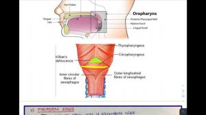 Laryngopharynx Anatomy - Definition, Parts, Lymphatics, Functions