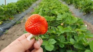 Клубника сорт Лия Сахарная, соответствует названию.