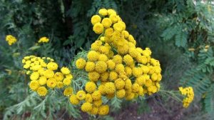 Пижма- лекарственное растение. Байки грибника.