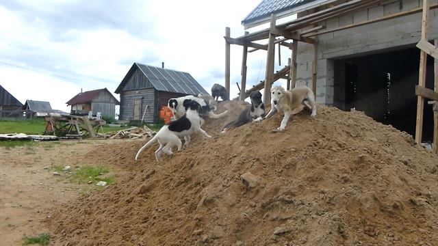 Борзые щенки в песочнице)