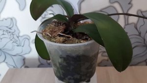 Первое домашнее цветение Phal. Stuartiana var. nobilis × sib