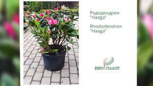 Рододендроны вечнозелёные, листопадные, полулистопадные, морозостойкие для северных регионов