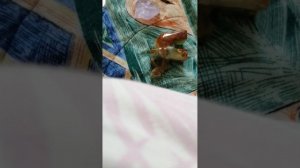 Кто #Павел #Ясносвет? Таро.