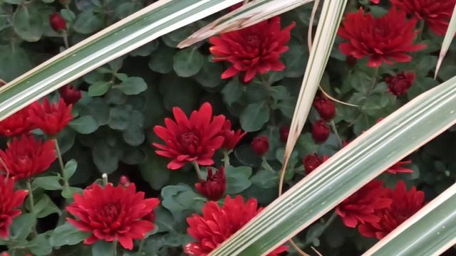 Самые красивые многолетние цветы для сада
