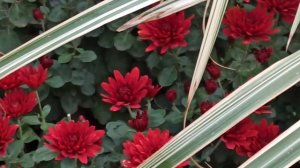 Самые красивые многолетние цветы для сада