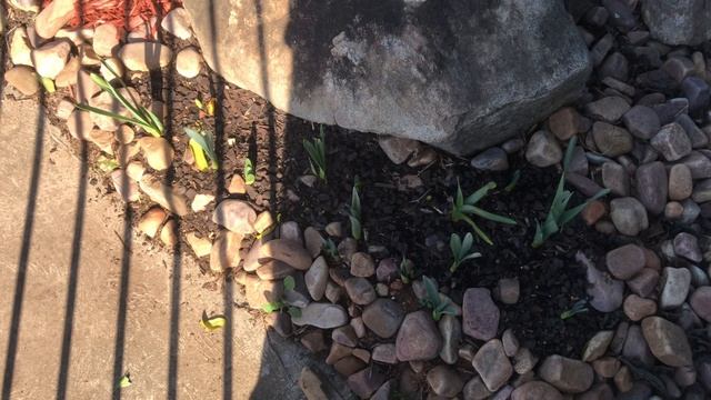 Показываю свой САД инжирное дерево, апельсины и высаженные ПИОНЫ смотреть онлайн