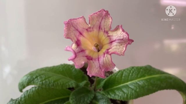 СТРЕПТОКАРПУСЫ DS-Мак, Love, Гжель, Рыжик, 2036, Коралловый Риф, Dem-Гравитация смотреть онлайн