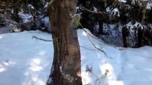 Охота на косулю зимой