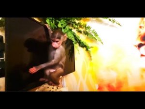 ДОМ в РАЗНОС! ''Люся, оставь телевизор, он нам нужен'' )))