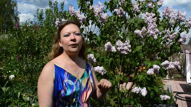 Сирень. Буду Сажать Только Этот Сорт | Как посадить сирень | Как обрезать сирень