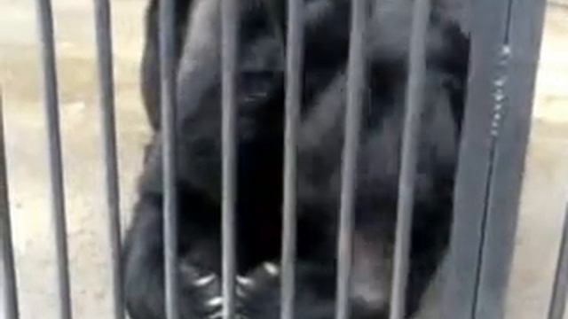 Новосибирский зоопарк. Гималайский мишка смотреть онлайн