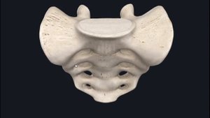 Крестец (Sacrum) 3D Анатомия
