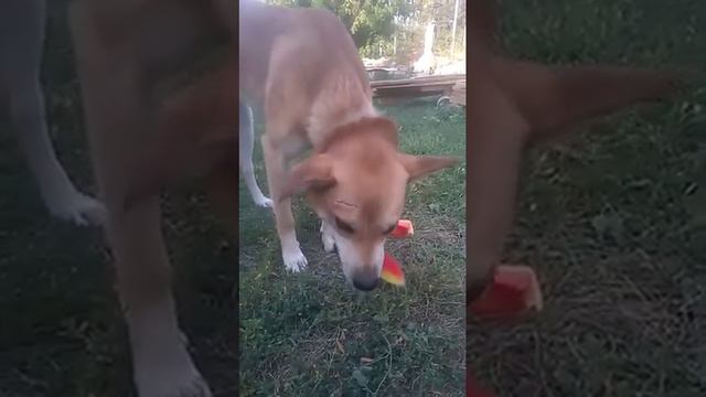 Пёс Байт кушает арбуз смотреть онлайн