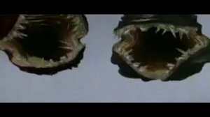 Гр. Кандалакша - сборник