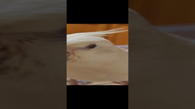 красавец риччи
