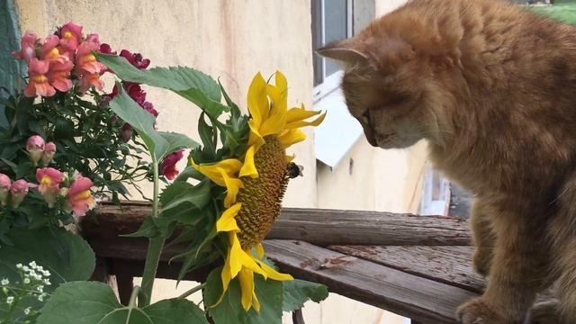 Подсолнух на балконе, шмель и кошка смотреть онлайн