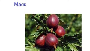 Лучшие сорта крыжовника - рейтинг 2023 года