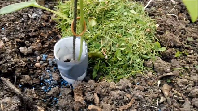 Как садим перцы, баклажаны-чем удобряем-как боремся с мокрицами и двухвосками и другими вредителями смотреть онлайн