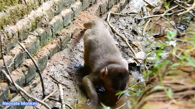 HORROR CRYING…BRINN HIGH ALERT TO PROTECTING HER SON BOBBY FROM BAD KING SAMSON ATTEMPT. смотреть онлайн