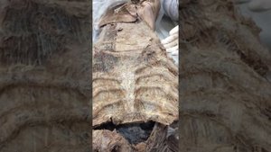 Лаб работа 12 ( Межрёберные нервы) Анатомия