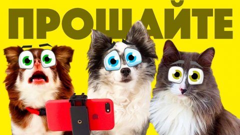 КИСА АЛИСА ЗАПУСКАЕТ КОШАЧЬИ НОВОСТИ, А СОФИ БЛОГ О ЕДЕ