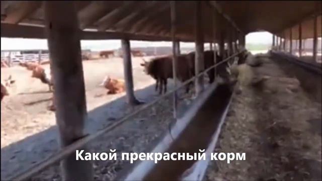 Откорм бычков Финишный этап