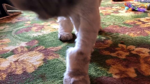 КОТ СЛАДУН И ПИТОМЦЫ ПРОТИВ ЗОЛОТОЙ РЫБКИ! смотреть онлайн