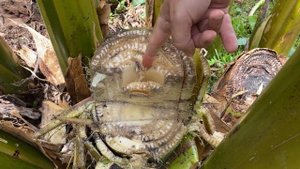 БАНАН-трава