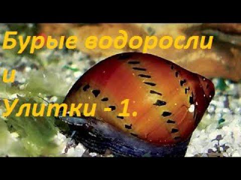 Бурые Водоросли VS Аквариумные улитки. Раунд 1. (Архив от 12.12.2021)