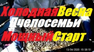 Холодная весна,а пчелы растут как на дрожжах.Срочно расширять пчелосемьи.Пчеловодство начинающим.
