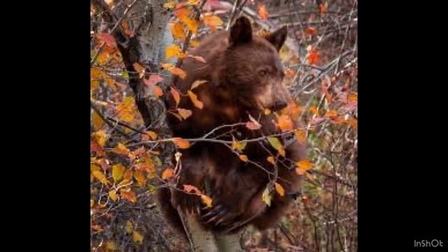 Медведи ? #красивыекартинки