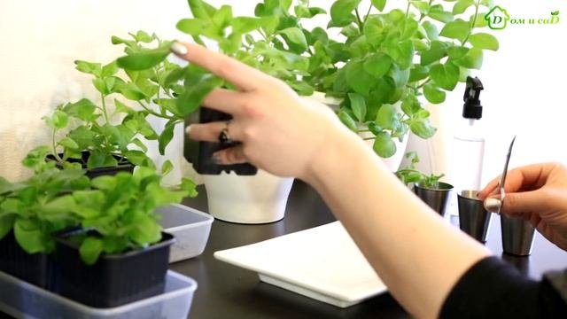 Как прищипывать ПЕТУНИЮ  Основные правила формирования куста